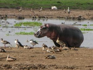 Lake Manyara National Park