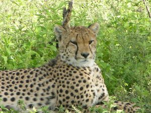 Serengeti National Park