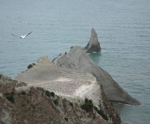 Gannet colony at Cape Kidnapper